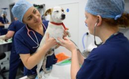 So können sich Tierhalter vor hohen Tierarztkosten schützen
