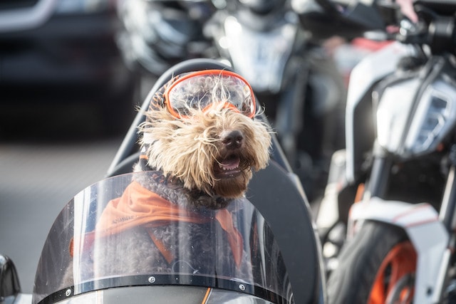 Ein Hund genießt eine Motorrad-Spritztour