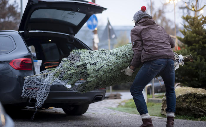 So transportieren Sie Ihren Weihnachtsbaum richtig