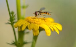 Insekten schützen mit einer Wildblumenwiese